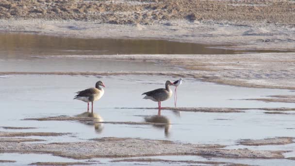 一对灰鹅夫妇在浅滩散步 — 图库视频影像
