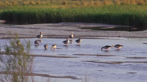 Μια Ομάδα Από Greylag Goose Στο Περιβάλλον — Αρχείο Βίντεο