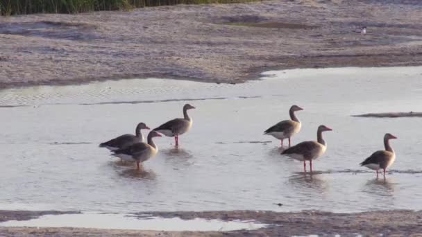 Egy Csoport Greylag Goose Élőhelyen — Stock videók