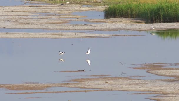 Pied Avocet Wetland Reserve — Stok video