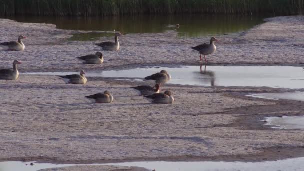 Μια Ομάδα Από Greylag Goose Στο Περιβάλλον — Αρχείο Βίντεο