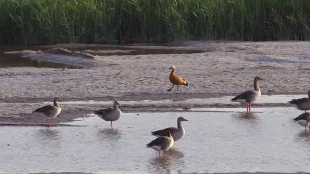 Bir Grup Greylag Goose Habitatta — Stok video
