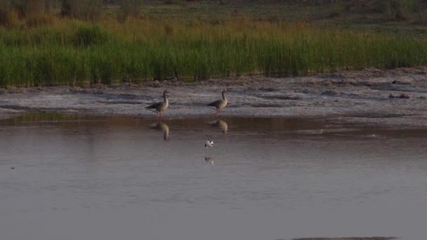 Ένα Ζευγάρι Greylag Goose Περπατά Στα Ρηχά — Αρχείο Βίντεο