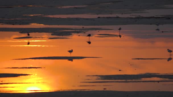 Alla Typer Vattenfåglar Solnedgången Vatten Provinsen Ningxia Kina — Stockvideo