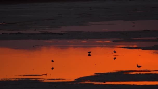 Günbatımı Suyunda Her Çeşit Kuşu Ningxia Eyaleti Çin — Stok video