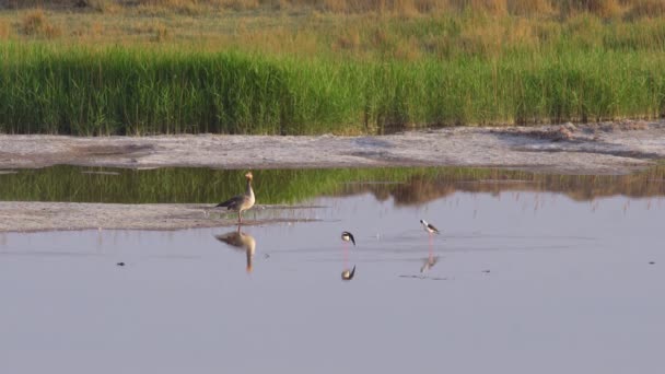 Ένα Greylag Goose Περπατά Στα Ρηχά — Αρχείο Βίντεο