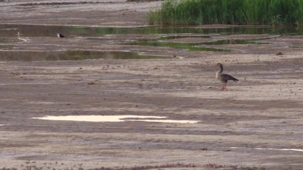 Egy Greylag Goose Sétál Sekély Vízben — Stock videók