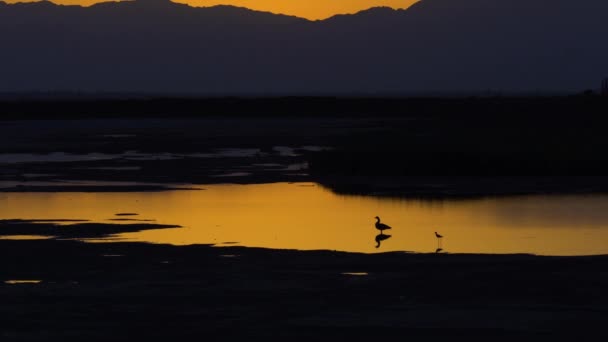 Ένας Μοναχικός Greylag Goose Περιπλανιέται Στο Λυκόφως — Αρχείο Βίντεο