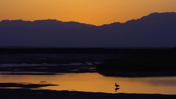 Ένας Μοναχικός Greylag Goose Περιπλανιέται Στο Λυκόφως — Αρχείο Βίντεο