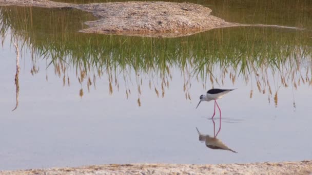 长脚吸吮栖息地 在中国宁夏 — 图库视频影像