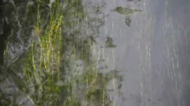 Suda süzülen yosunlar.