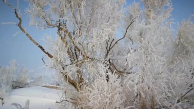 Kar ve buz ağaçlarda kristalleşir. Kuzeybatı kar tarlasında