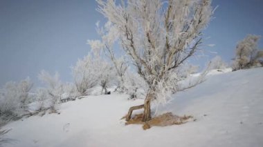 Kar ve buz ağaçlarda kristalleşir. Kuzeybatı kar tarlasında