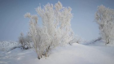 Kar ve buz ağaçlarda kristalleşir. Kuzeybatı kar tarlasında