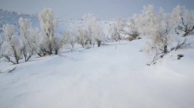 Kar ve buz ağaçlarda kristalleşir. Kuzeybatı kar tarlasında