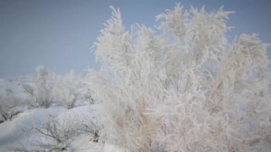 Kar ve buz ağaçlarda kristalleşir. Kuzeybatı kar tarlasında