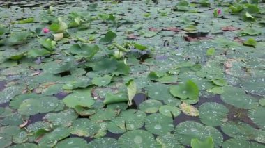 Nilüfer yapraklarının üzerinde bir sürü su damlası var..