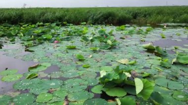 Nilüfer yapraklarının üzerinde bir sürü su damlası var..