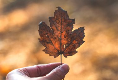 Kahverengi kuru yaprak elinde. Sonbahar konsepti.