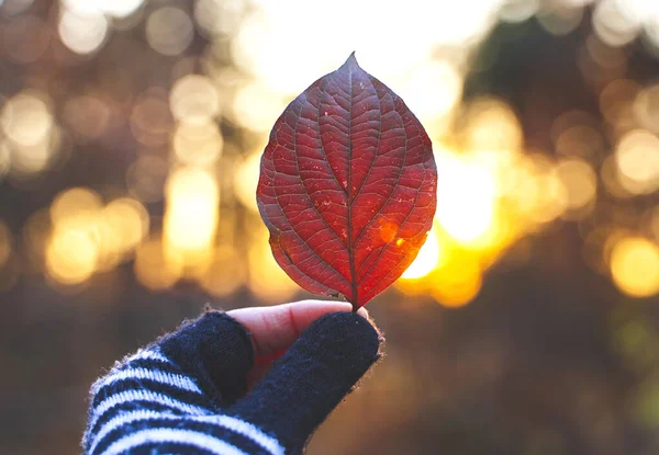 Red leaf in a hand with sun shining.