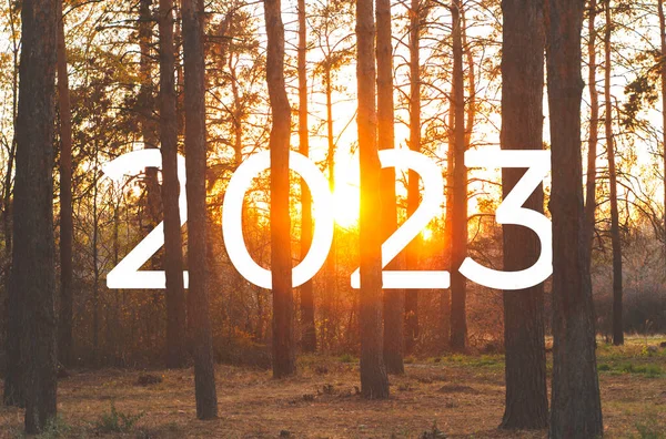 2023 Atrás Das Árvores Parque Durante Pôr Sol — Fotografia de Stock