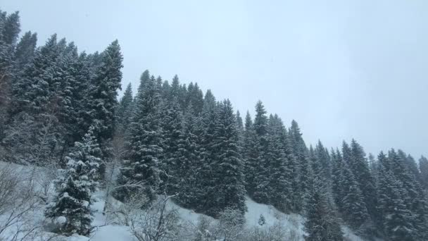 Śnieg Górach Porośnięty Lasem Piękny Zimowy Krajobraz — Wideo stockowe