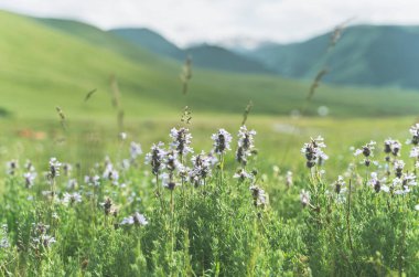 Blue bell flowers against the backdrop of green mountains and hills.