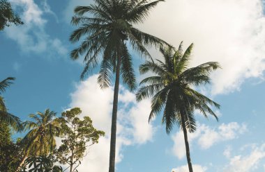 Tropical palm trees against blue sky and clouds.