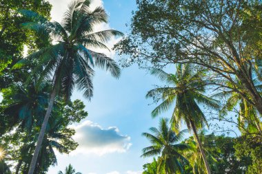 Tropical palm trees against blue sky and clouds.