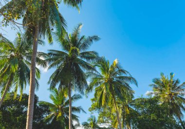Tropik palmiye ağaçları mavi gökyüzüne karşı.