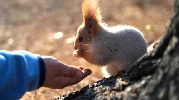 Funny Squirrel Eating Human Hand — Stock video