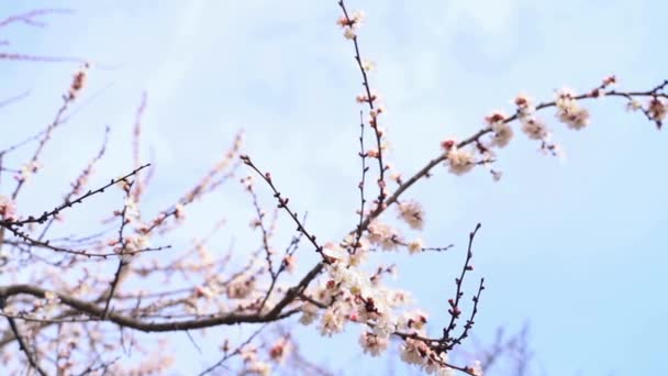在蓝天背景下开花的杏树分枝上的花 缓慢运动 — 图库视频影像