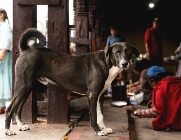 stock image Stray black dog in a temple of Kathmandu, Nepal.