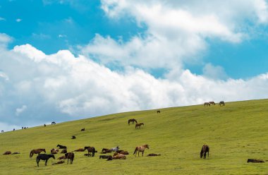 Yeşil tepe ve beyaz kabarık bulutlar. Otlakta otlayan atlar.