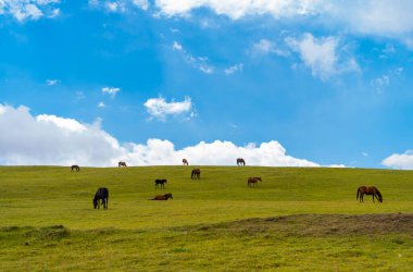 Yeşil tepe ve beyaz kabarık bulutlar. Otlakta otlayan atlar.