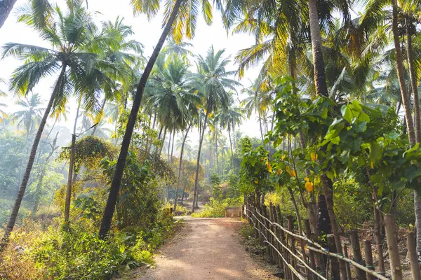 Jungle in Goa, India. Path, fence and palm trees.