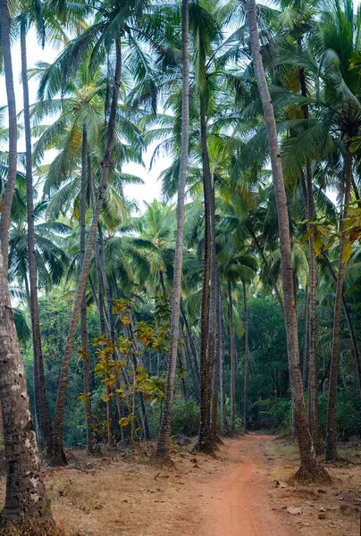 Path through the palm tree jungle, Goa, India.