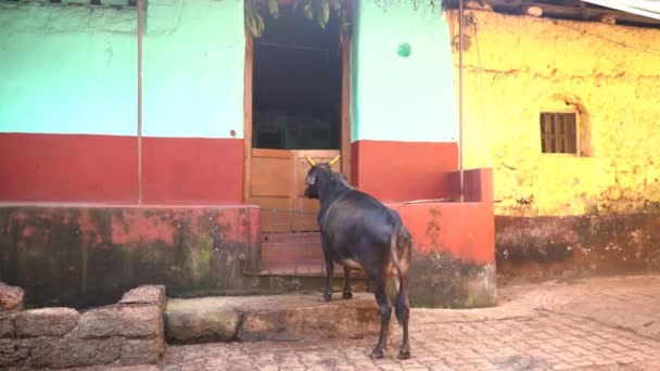 Корова Стоїть Сходах Перед Традиційним Входом Будівлі Гокарні Індія — стокове відео