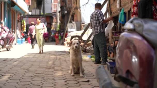 尼泊尔加德满都 2022年8月11日 一只可爱的白狗在街上看着摄像机 — 图库视频影像