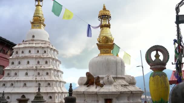 Complexo Swayambhunath Stupa Com Macacos Brincar Katmandu Nepal — Vídeo de Stock