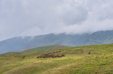 Kahverengi inek ve çoban sürüsü, Kazakistan 'ın Almaty kenti yakınlarındaki yeşil tepelerde at sırtında. Orta Asya.