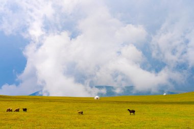 Kazakistan 'ın güzel doğası, kıç platosunda. Yağmur bulutlarının altında otlayan hayvanları olan beyaz çadır
