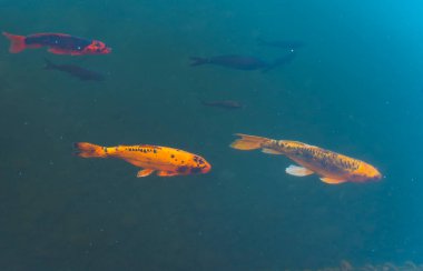 Mavi sularda siyah balıkların arasında yüzen iki altın sazan balığı..