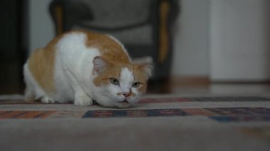Turuncu ve beyaz kedi kusuyor, kürklü ve öksürüyor..