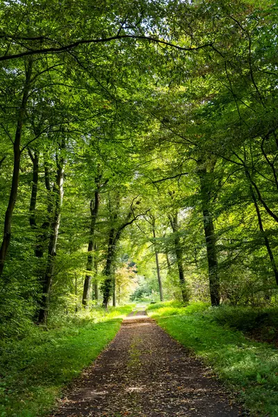 Yaprakların altında yemyeşil ağaçlarla çevrili huzurlu bir orman yolu. Güneş ışığı yaprakların arasından süzülür, sakin ve davetkar bir atmosfer yaratır, yürümek, yürüyüş yapmak veya doğayla bağlantı kurmak için idealdir.