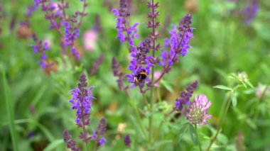 Yaban arılarının polen saçan mavi çayır çiçekleri, yavaş çekim.