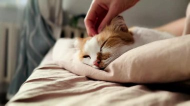 Zencefil ve beyaz bir kediyle samimi bir aile sahnesi yumuşak bir bej yastığın üzerinde uyur ve nazikçe okşanıyordu..