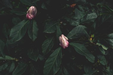 Pembe çiçek tomurcukları ve karamsar yeşil yaprakları olan koyu renkli çiçek arkaplanı..