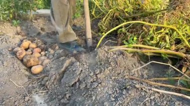 Çiftçi bahçedeki topraktan elle taze patates topluyor ve topluyor..