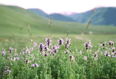 Huzurlu yeşil bir çayırda, arkasında bulanık tepeler olan vahşi dağ çiçekleri..